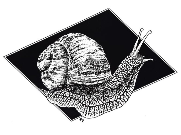 Tintenzeichnung einer Schnecke mit Haus vor einem schwarzen Parallelogramm