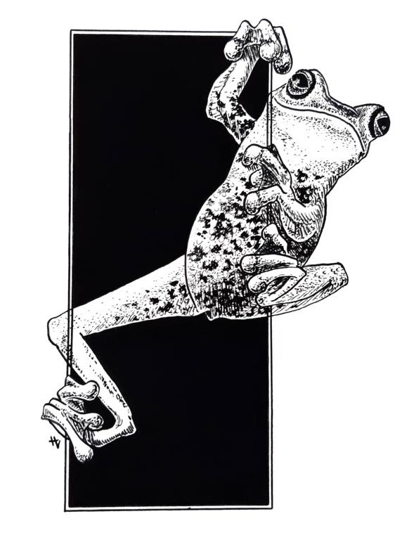 Tintenzeichnung eines Frosches auf einem schwarzen Rechteck
